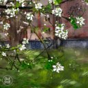 Ameba - Fleeting