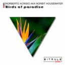 Norberto Acrisio Aka Norbit Housemaster - Birds of Paradise