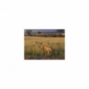 Mindfulness Healing BGM Project - Margaret & Sensitivity (Original Mix)