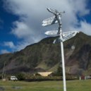 Vl Raccoon - Tristan da Cunha