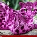 HELIO EMBASSY - THE PINK PANTHER CLUB ()
