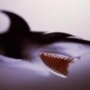 Schenk, Shane Young - Catching Sharks