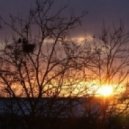 Winter - Rooks
