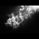 Zaika - Untitled