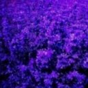 Swi4a - Violets