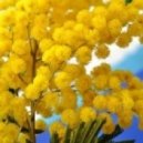 Korneto - Mimoza (Special For Girl)) ()