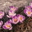 SALT - Spring Awakening ()