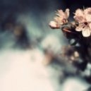 Effulgence & Immensus - A Heaven in a Wild Flower