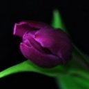 Marie Therese - Magic Moment