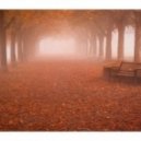 Niklas Thal - Herbstnebel