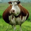 PDT - Cows Love Fractals