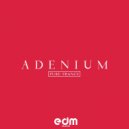 Adenium - Summer Haze