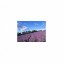 Mindfulness Healing BGM Project - Carboniferous and Rest (Original Mix)