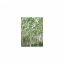 Mindfulness Healing BGM Project - Spirit and Life (Sleep Mix)