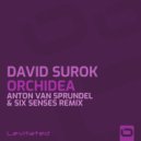 David Surok - Orchidea