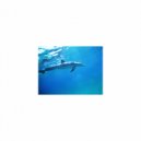 Mindfulness Healing Sleep BGM Project - Cantor and Freedom