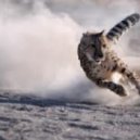 Omar Ibragimov - World Animal (Dj Patrick RoSsO)