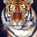 Tiger Music - Disco Kick v2 ()