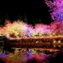 Yinyues - Bloom