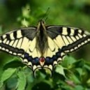 NSeven - Machaon ()
