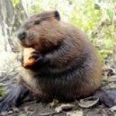 D N Beaver - ...to Break the Sanctuary ()
