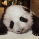 Coxy Panda - last thing
