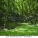Whithe - Spring Forest