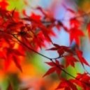 Sedi - Seasons