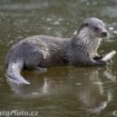 Aurel Den Bossa - Otter Song