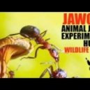 Jawoo - Experiment