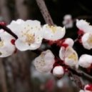 Klātu - Blossom Unbound