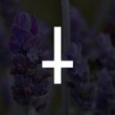 Nightizm - Lavender (Original mix)