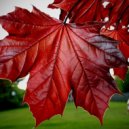 A-STEREO-H2_Project - Red leafs