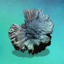 Andrea Balency - Deep Sunk