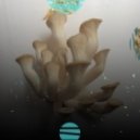 Bija - Rhizogenic