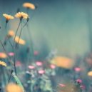 Gill Chang - Dandelion