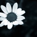 DJ iNTEL - Темна квітка