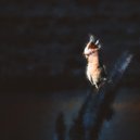 cln - Dawn Chorus