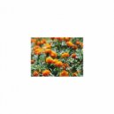 Mindfulness Healing Sleep BGM Project - Dalton and Acoustic (Sleep BGM)