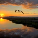 Elyptik Trevors - Un Jour Un Oiseau