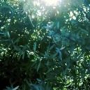 Lux Natura - Forest Floor