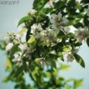 Varyant - Jasmine