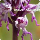 dnewb - Awakening