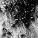 Clau M - Ant