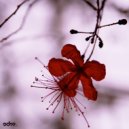 Microom feat. Jana Karela - Flowers
