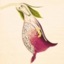 Amentia - Fleur du Vatican