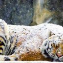 Jetsam - Sleeping Tigers (Original mix)