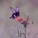 Handbook - Butterfly