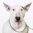 Bobryuko - Bullterrier