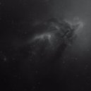 Blackbird - Shadow